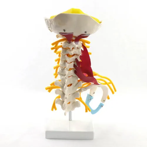 1:1 Human Cervical Spine Anatomy Model - Full Size Medical Teaching Tool with Brainstem & Thoracic Vertebrae
