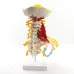 1:1 Human Cervical Spine Anatomy Model - Full Size Medical Teaching Tool with Brainstem & Thoracic Vertebrae