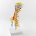 1:1 Human Cervical Spine Anatomy Model - Full Size Medical Teaching Tool with Brainstem & Thoracic Vertebrae