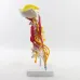 1:1 Human Cervical Spine Anatomy Model - Full Size Medical Teaching Tool with Brainstem & Thoracic Vertebrae