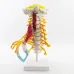 1:1 Human Cervical Spine Anatomy Model - Full Size Medical Teaching Tool with Brainstem & Thoracic Vertebrae