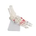 1:1 Human Foot Joint Skeleton Anatomy Model - Medical Science Teaching Tool [Foot Anatomy, Medical Model]