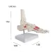 1:1 Human Foot Joint Skeleton Anatomy Model - Medical Science Teaching Tool [Foot Anatomy, Medical Model]