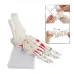 1:1 Human Foot Joint Skeleton Anatomy Model - Medical Science Teaching Tool [Foot Anatomy, Medical Model]