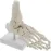 1:1 Human Foot Skeleton Anatomy Model - Medical Science Teaching Tool [Foot Anatomy, Medical Model]