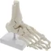 1:1 Human Foot Skeleton Anatomy Model - Medical Science Teaching Tool [Foot Anatomy, Medical Model]