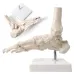 1:1 Human Foot Skeleton Anatomy Model - Medical Science Teaching Tool [Foot Anatomy, Medical Model]