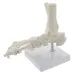 1:1 Human Foot Skeleton Anatomy Model - Medical Science Teaching Tool [Foot Anatomy, Medical Model]