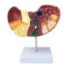 1:1 Human Pathological Liver Anatomical Model - Digestive System Anatomy Teaching Tool [Liver Model, Anatomy Display]