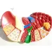 1:1 Human Pathological Liver Anatomical Model - Digestive System Anatomy Teaching Tool [Liver Model, Anatomy Display]