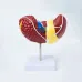 1:1 Human Pathological Liver Anatomical Model - Digestive System Anatomy Teaching Tool [Liver Model, Anatomy Display]