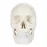 1:1 Human Skeleton Skull Anatomy Model - Medical Science Teaching Tool [Skull Model, Anatomy Teaching]