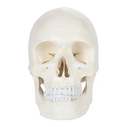 1:1 Human Skeleton Skull Anatomy Model - Medical Science Teaching Tool [Skull Model, Anatomy Teaching]