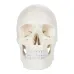 1:1 Human Skeleton Skull Anatomy Model - Medical Science Teaching Tool [Skull Model, Anatomy Teaching]