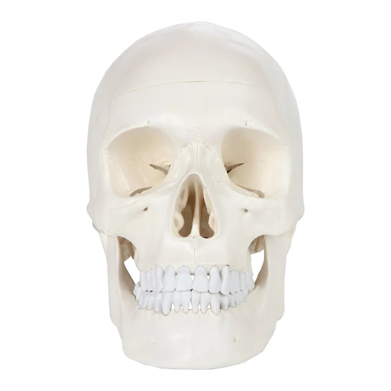 1:1 Human Skeleton Skull Anatomy Model - Medical Science Teaching Tool [Skull Model, Anatomy Teaching]