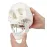 1:1 Human Skeleton Skull Anatomy Model - Medical Science Teaching Tool [Skull Model, Anatomy Teaching]