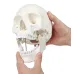 1:1 Human Skeleton Skull Anatomy Model - Medical Science Teaching Tool [Skull Model, Anatomy Teaching]