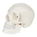 1:1 Human Skeleton Skull Anatomy Model - Medical Science Teaching Tool [Skull Model, Anatomy Teaching]
