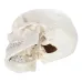1:1 Human Skeleton Skull Anatomy Model - Medical Science Teaching Tool [Skull Model, Anatomy Teaching]