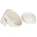 1:1 Human Skeleton Skull Anatomy Model - Medical Science Teaching Tool [Skull Model, Anatomy Teaching]