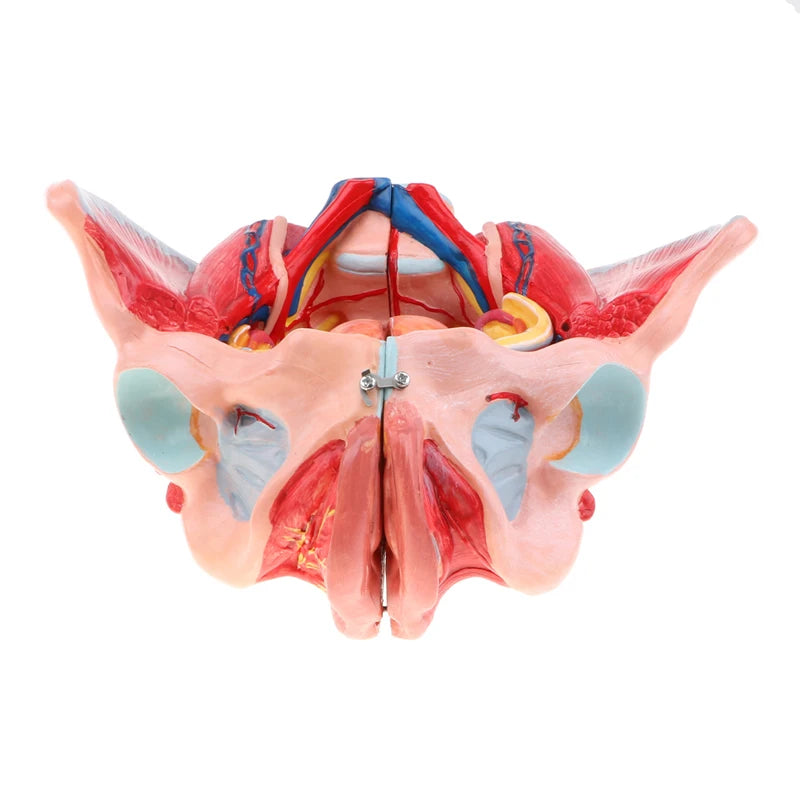 1:1 életnagyságú női medencemodell eltávolítható szervekkel, erekkel, szalagokkal, izmokkal és idegekkel – Anatómiai tanulmánykészlet orvosi oktatáshoz