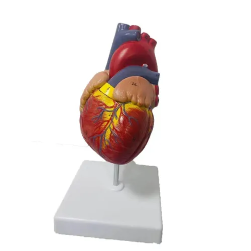 1:1 Lifesize Human Heart Anatomy Model - Detailed Cardiac Structure for Medical Teaching & Study [Heart Model, Anatomy Teaching]