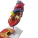 1:1 Lifesize Human Heart Anatomy Model - Detailed Cardiac Structure for Medical Teaching & Study [Heart Model, Anatomy Teaching]