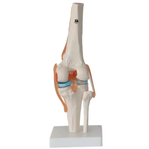1:1 Lifesize Human Knee Joint Anatomy Model - Medical Science Teaching Tool for Doctors & Students [Knee Anatomy, Medical Model]
