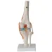 1:1 Lifesize Human Knee Joint Anatomy Model - Medical Science Teaching Tool for Doctors & Students [Knee Anatomy, Medical Model]