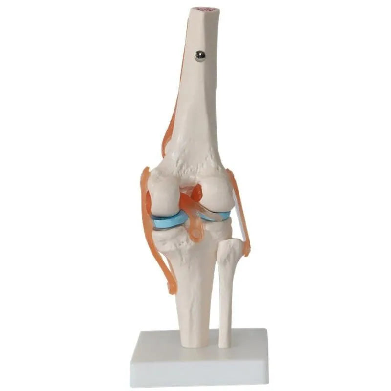 1:1 Lifesize Human Knee Joint Anatomy Model - Medical Science Teaching Tool for Doctors & Students [Knee Anatomy, Medical Model]