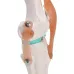 1:1 Lifesize Human Knee Joint Anatomy Model - Medical Science Teaching Tool for Doctors & Students [Knee Anatomy, Medical Model]