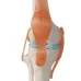 1:1 Lifesize Human Knee Joint Anatomy Model - Medical Science Teaching Tool for Doctors & Students [Knee Anatomy, Medical Model]