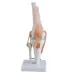 1:1 Lifesize Human Knee Joint Anatomy Model - Medical Science Teaching Tool for Doctors & Students [Knee Anatomy, Medical Model]