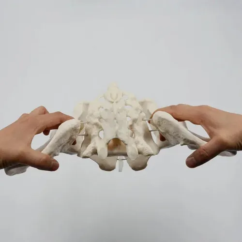 1:1 Movable Pelvis Model with Sacrum & Hip Bone - Female Pelvic Anatomy Model for Medical Study & Education