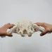 1:1 Movable Pelvis Model with Sacrum & Hip Bone - Female Pelvic Anatomy Model for Medical Study & Education