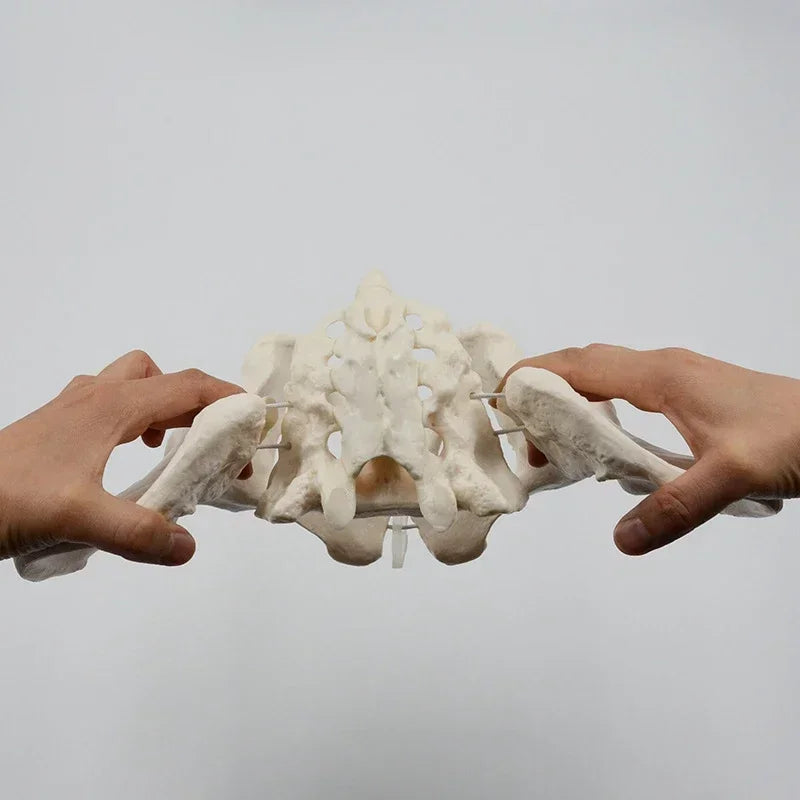 1:1 Movable Pelvis Model with Sacrum & Hip Bone - Female Pelvic Anatomy Model for Medical Study & Education