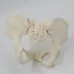 1:1 Movable Pelvis Model with Sacrum & Hip Bone - Female Pelvic Anatomy Model for Medical Study & Education