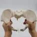 1:1 Movable Pelvis Model with Sacrum & Hip Bone - Female Pelvic Anatomy Model for Medical Study & Education