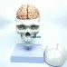 1:1 Skull Brain Anatomical Model with Cervical Spine - Removable Brain & Detailed Skeleton Structure [Skull Model, Brain Anatomy, Cervical Spine]