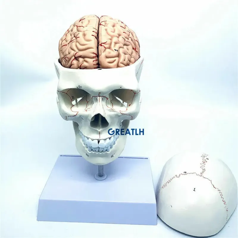 1:1 Skull Brain Anatomical Model with Cervical Spine - Removable Brain & Detailed Skeleton Structure [Skull Model, Brain Anatomy, Cervical Spine]