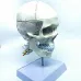 1:1 Skull Brain Anatomical Model with Cervical Spine - Removable Brain & Detailed Skeleton Structure [Skull Model, Brain Anatomy, Cervical Spine]