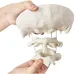 1.5X Enlarged Human Cervical Spine Model with Occipital Bone - Medical Teaching Aid