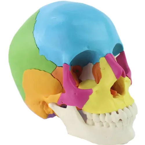 1:1 Lifesize Disassembled Skull Anatomy Model - 22 Parts Medical Educational Tool for Students & Professionals [Skull Model, Anatomy Study]