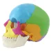 1:1 Lifesize Disassembled Skull Anatomy Model - 22 Parts Medical Educational Tool for Students & Professionals [Skull Model, Anatomy Study]