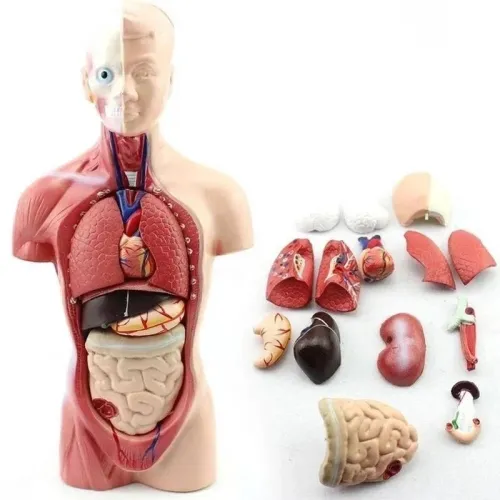 28cm Human Torso Anatomy Model with Heart, Brain, Skeleton & Internal Organs - Medical Teaching & Learning Supplies