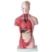 28cm menselijk torso-anatomiemodel met hart, hersenen, skelet en interne organen - Medische les- en leermiddelen