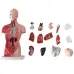 28cm menselijk torso-anatomiemodel met hart, hersenen, skelet en interne organen - Medische les- en leermiddelen