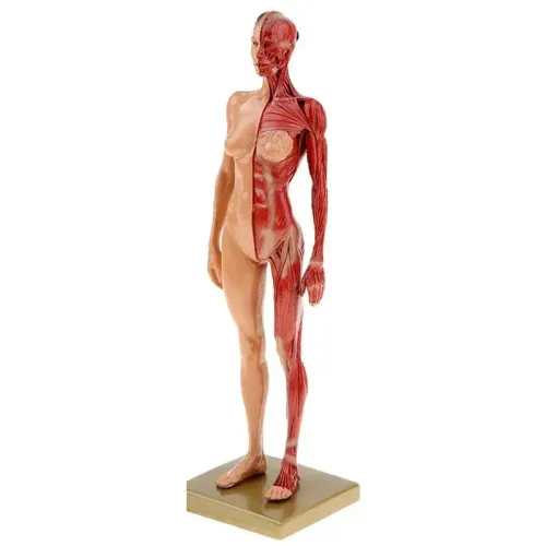 30cm Hars Vrouwelijk Menselijk Lichaam Spierbeeld Sculptuur - Anatomisch Model voor Medisch, Artiesten en Educatief Gebruik [Menselijke Anatomie, Medisch Beeld]