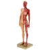 30cm Hars Vrouwelijk Menselijk Lichaam Spierbeeld Sculptuur - Anatomisch Model voor Medisch, Artiesten en Educatief Gebruik [Menselijke Anatomie, Medisch Beeld]