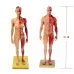 30cm Hars Vrouwelijk Menselijk Lichaam Spierbeeld Sculptuur - Anatomisch Model voor Medisch, Artiesten en Educatief Gebruik [Menselijke Anatomie, Medisch Beeld]